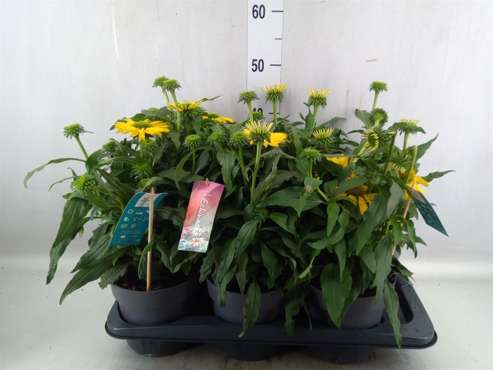 <h4>Echinacea  'Sunseekers Citrus'</h4>