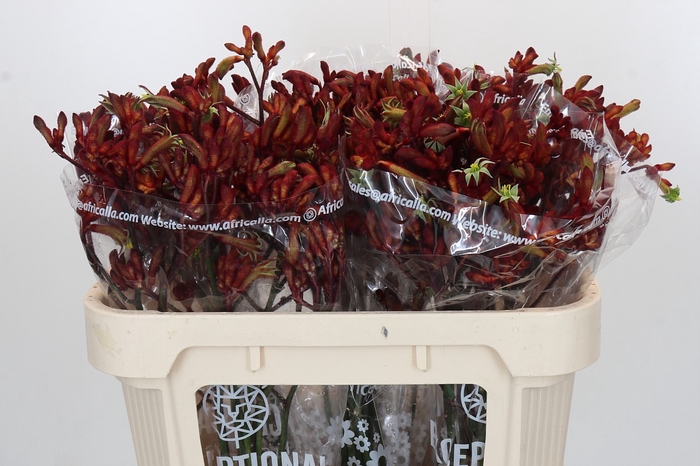 <h4>Anigozanthos Early Spring Indoor</h4>