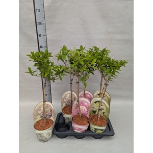 HYDR PANICULATA