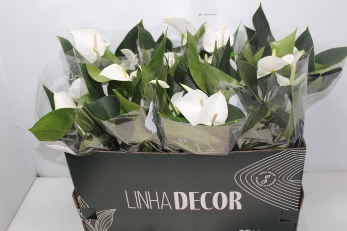 <h4>ANTHURIUM WHITE WINNER P15 BRANCO</h4>