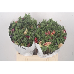 Anemone Mistral Mixed In Bunch