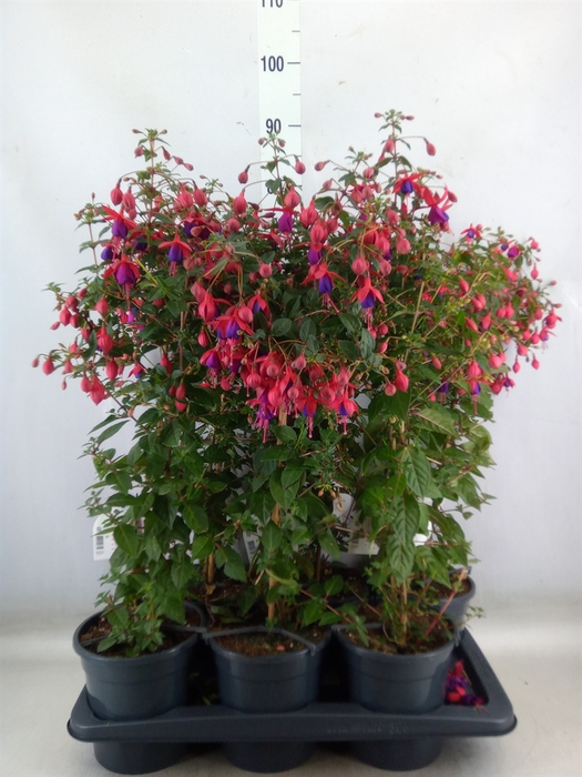 <h4>Fuchsia   ...</h4>