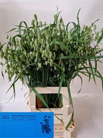 <h4>Siergras Briza Media</h4>
