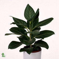 Ficus Benghalensis Audrey 17Ø 40cm 1pp