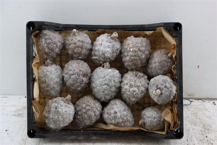 Wax Pinea Gl Naturel X15