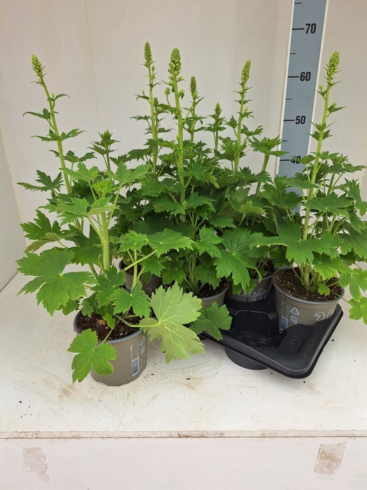 <h4>Delphinium el. 'PacG MagicFountian'</h4>