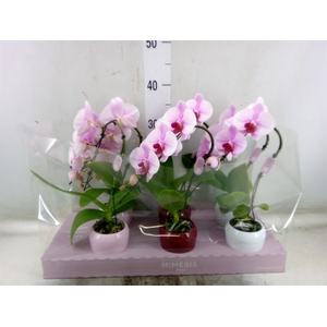 Phalaenopsis   ...rose