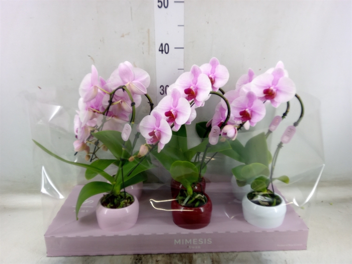 <h4>Phalaenopsis   ...rose</h4>