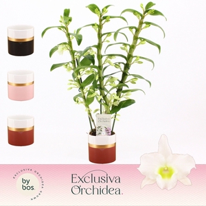 Dendrobium Nobilé, Apollon 3-spike in Dolomite Horizon 'Exclusiva Orchidea'