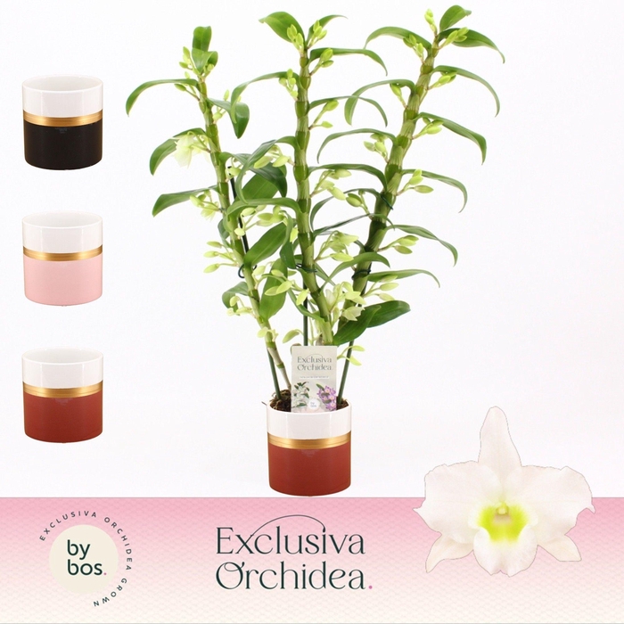 <h4>Dendrobium Nobilé, Apollon 3-spike in Dolomite Horizon 'Exclusiva Orchidea'</h4>