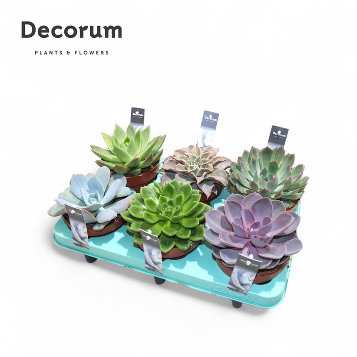 <h4>Echeveria Mix (Decorum) Decorum+Steker</h4>