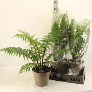 CYATHEA AUSTRALIS