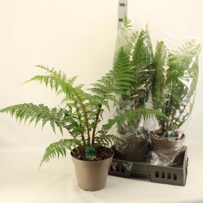 <h4>CYATHEA AUSTRALIS</h4>
