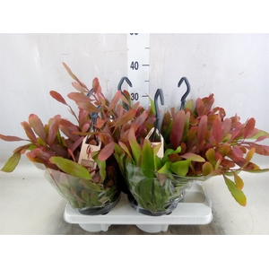 Rhipsalis   ...