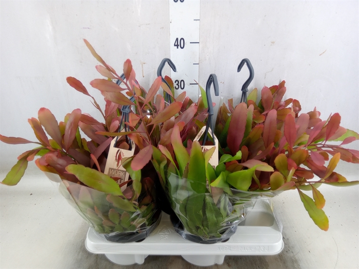 <h4>Rhipsalis   ...</h4>