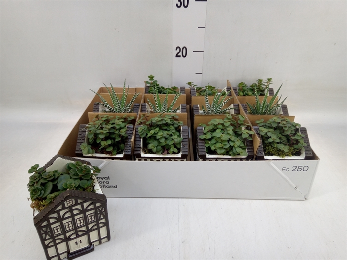 <h4>Planten  ..in schaal L%</h4>