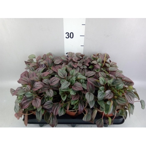 Peperomia caperata 'Cayenne'