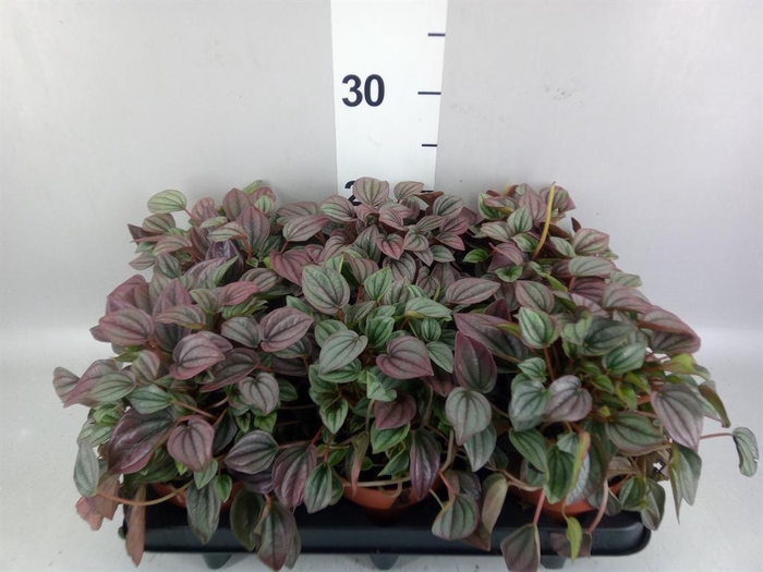 <h4>Peperomia caperata 'Cayenne'</h4>