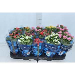KALANCHOE DOBRADO P11