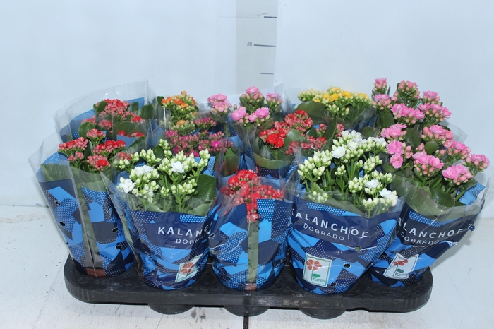 <h4>KALANCHOE DOBRADO P11</h4>