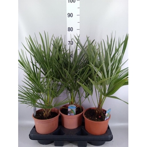 Chamaerops humilis