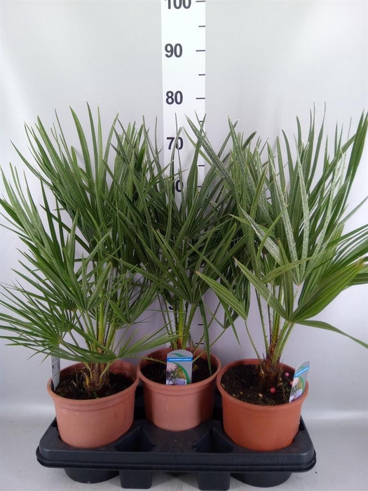 <h4>Chamaerops humilis</h4>