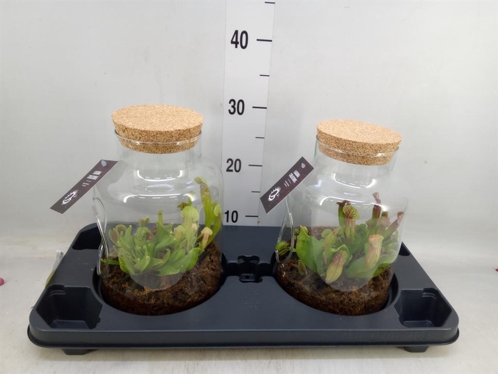 <h4>Vleesetende planten</h4>