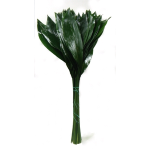 ASPIDISTRA LEAVES II