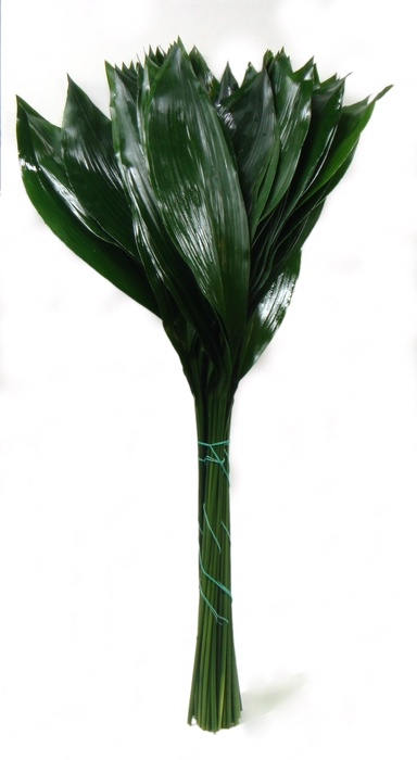 <h4>ASPIDISTRA LEAVES II</h4>