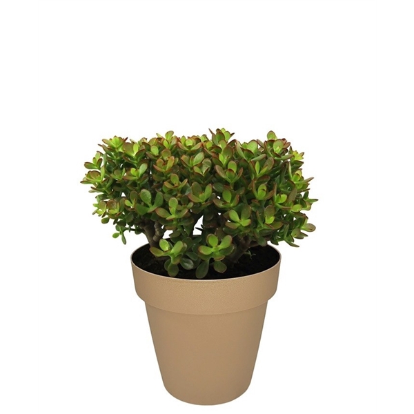 <h4>CRASSULA OVATA MINIMA - POT Ø 25 (SUCCULENTEN)</h4>