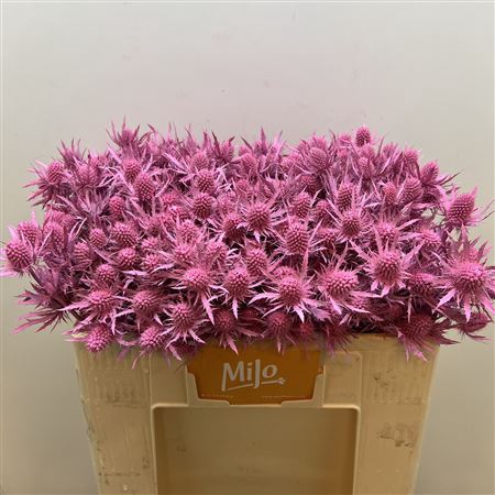 <h4>Eryn Klb Lagoon New Pink</h4>