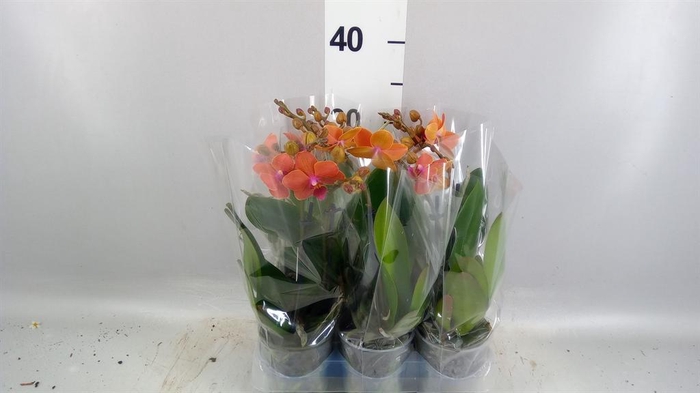 <h4>Phalaenopsis multi. 'Ant Bolzano'</h4>