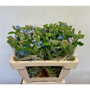Oxy Co Tan Pure Blu