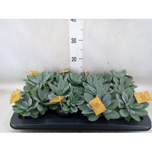 Tradescantia  'Brightness'