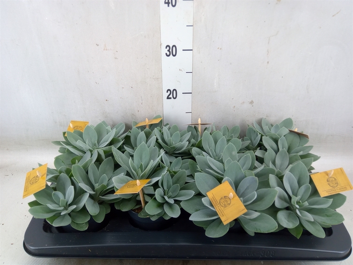 <h4>Tradescantia  'Brightness'</h4>