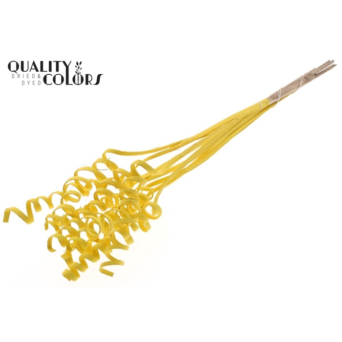<h4>Cane Spring on stem Covered Yellow</h4>