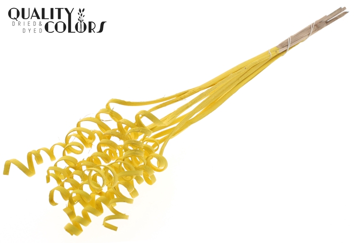 Cane Spring on stem Covered Yellow
