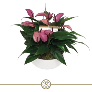 Table Anthurium Schaal Paars in Lucca keramiek