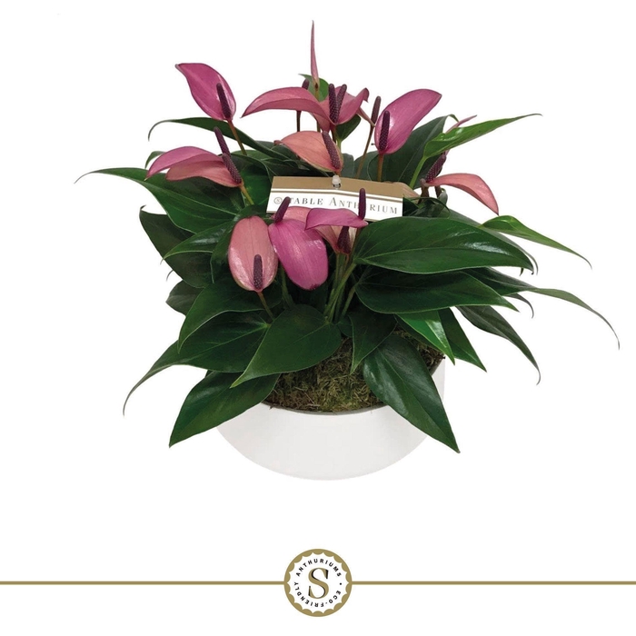 <h4>Table Anthurium Schaal Paars in Lucca keramiek</h4>