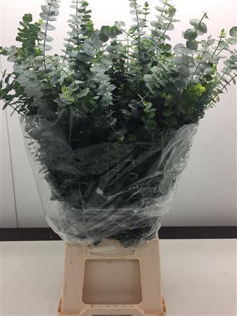<h4>EUCALYPTUS  'BABY BLUE'</h4>