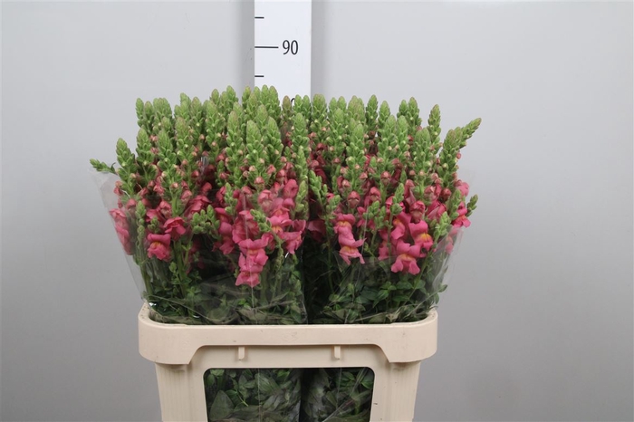 <h4>Antir Antibes Rose</h4>