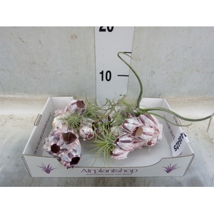 Tillandsia