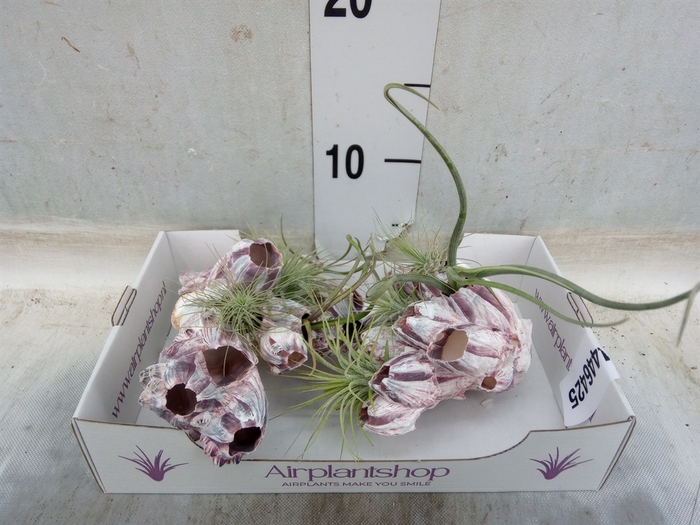 <h4>Tillandsia</h4>