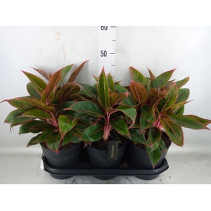 Aglaonema  'Jungle Red'