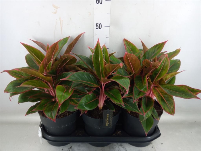 <h4>Aglaonema  'Jungle Red'</h4>