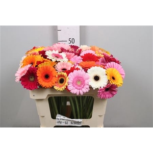 Ge Mi Gem Mixed In Bunch