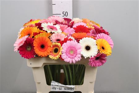 Ge Mi Gem Mixed In Bunch