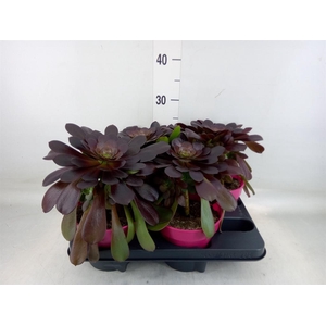 Aeonium arboreum 'Velours'
