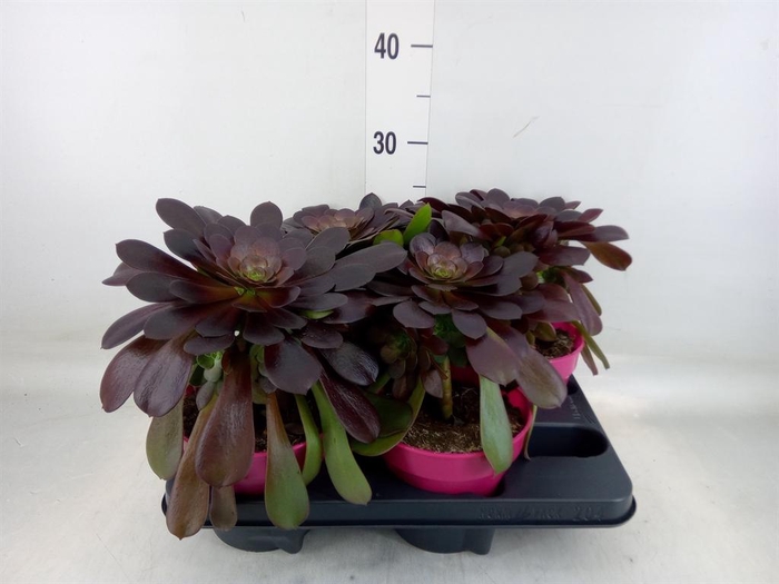 <h4>Aeonium arboreum 'Velours'</h4>