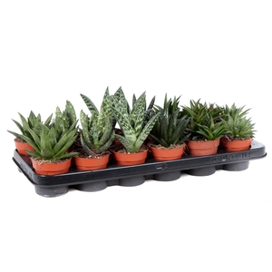 Aloe mix 8,5 cm